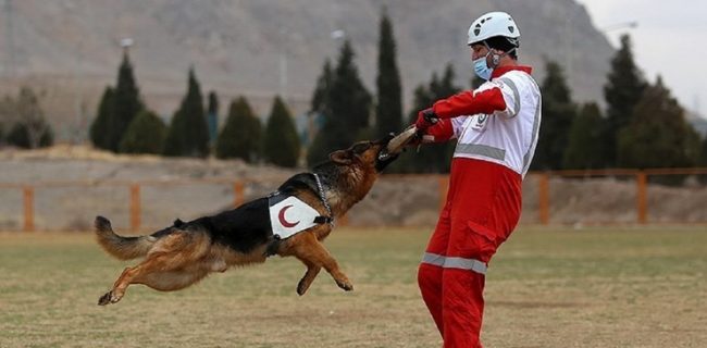 سگ‌های خانگی نجات‌گر می‌شوند