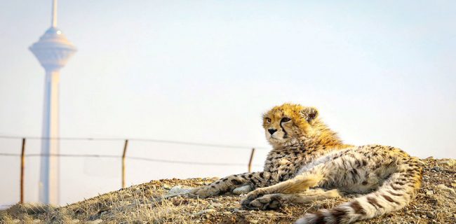 پیروز رفت پیروز رفت